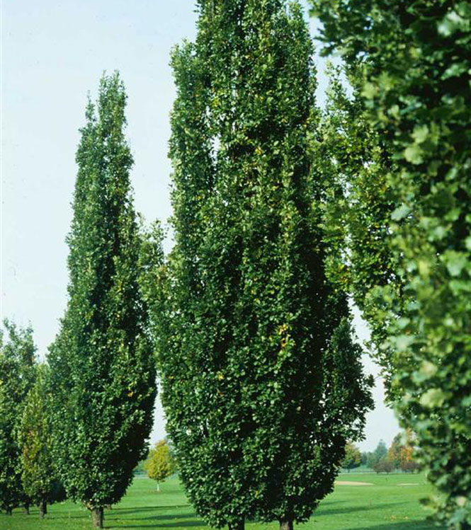 Quercus robur Fastigiata