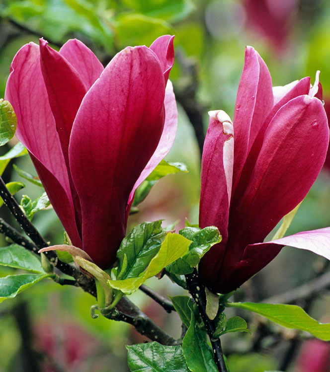Magnolia liliflora Nigra