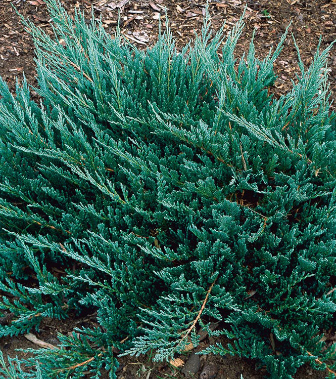 Juniperus horizontalis Blue Chip