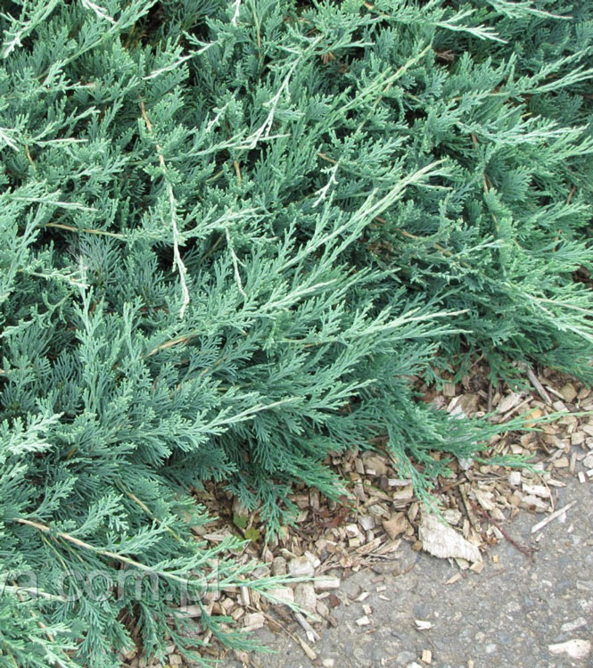 Juniperus horizontalis Douglasii