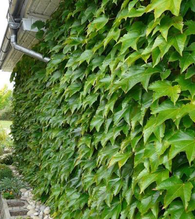 Parthenocissus tricuspidata