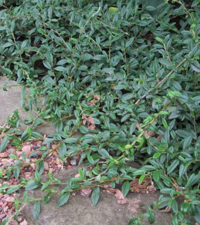 Cotoneaster salicifolius Parkteppich