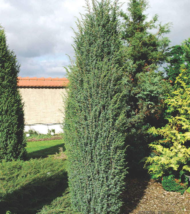 Juniperus communis Hibernica