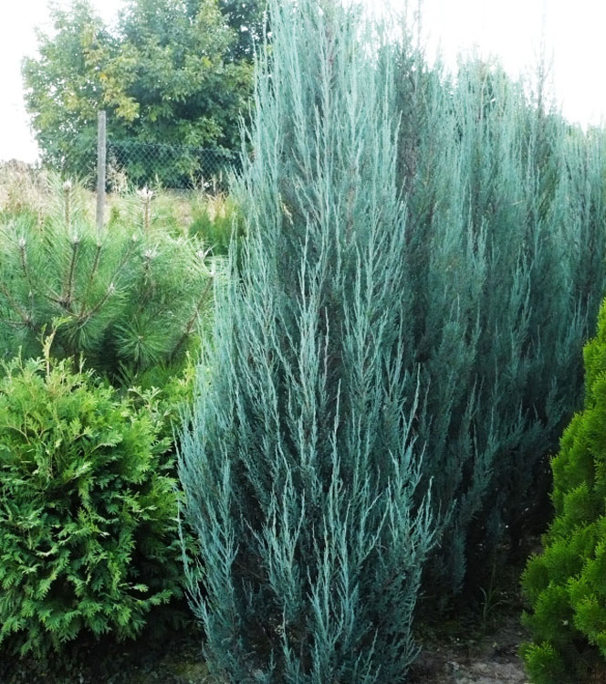 Juniperus scopulorum  Blue Arrow