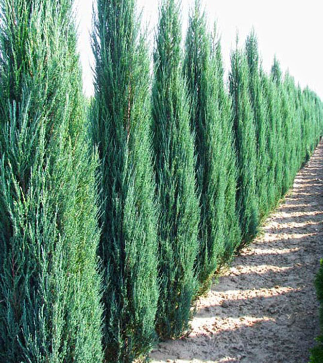 Juniperus scopulorum Skyrocket