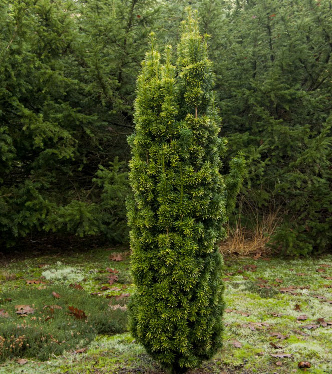 Taxus baccata Fastigiata