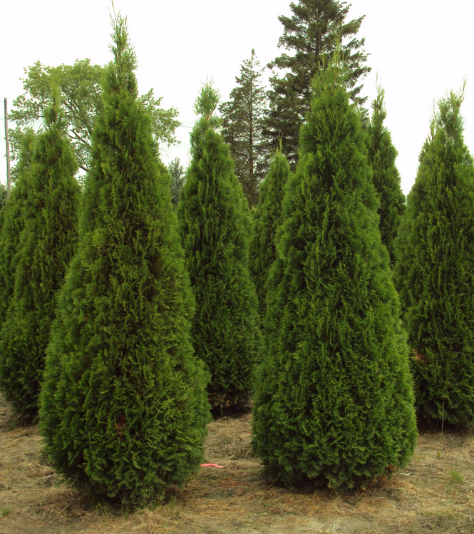 Thuja occidentalis Smaragd