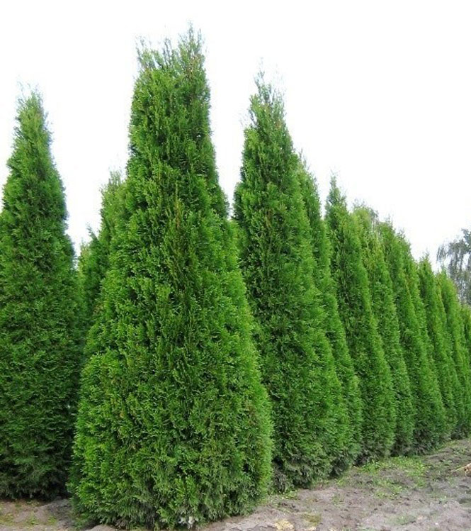 Thuja occidentalis Smaragd