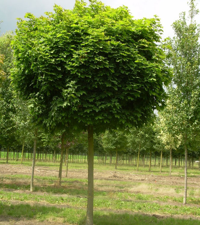 Acer platanoides Globosum