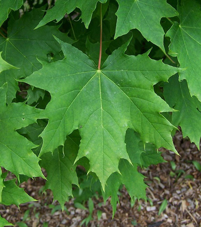 Acer platanoides Globosum