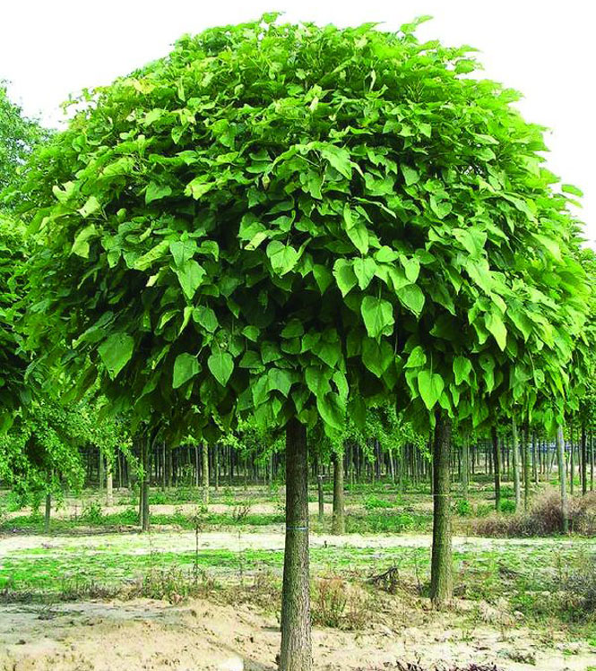 Catalpa bignonioides Nana