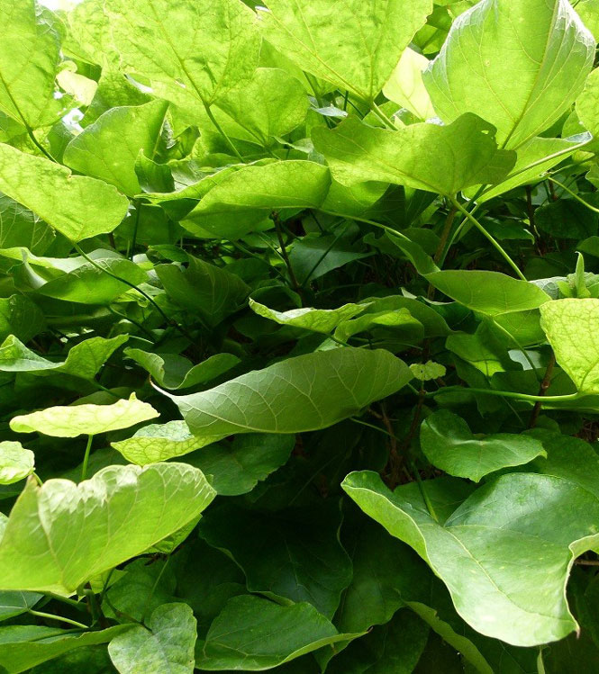 Catalpa bignonioides Nana