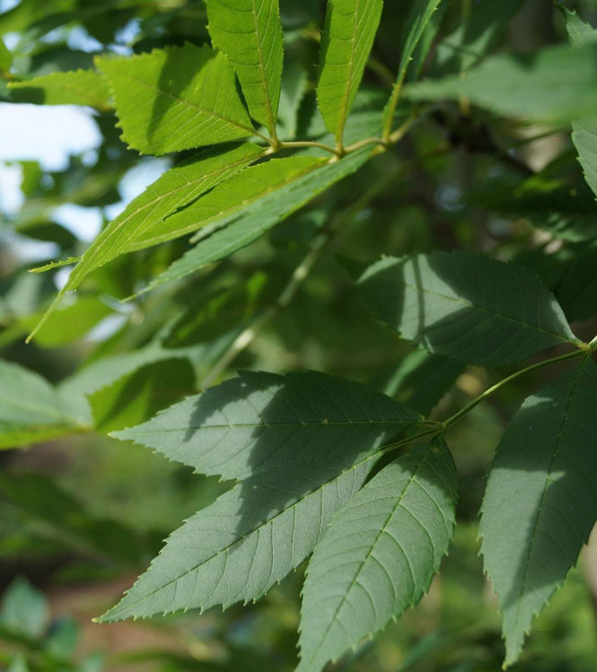 Fraxinus excelsior Nana