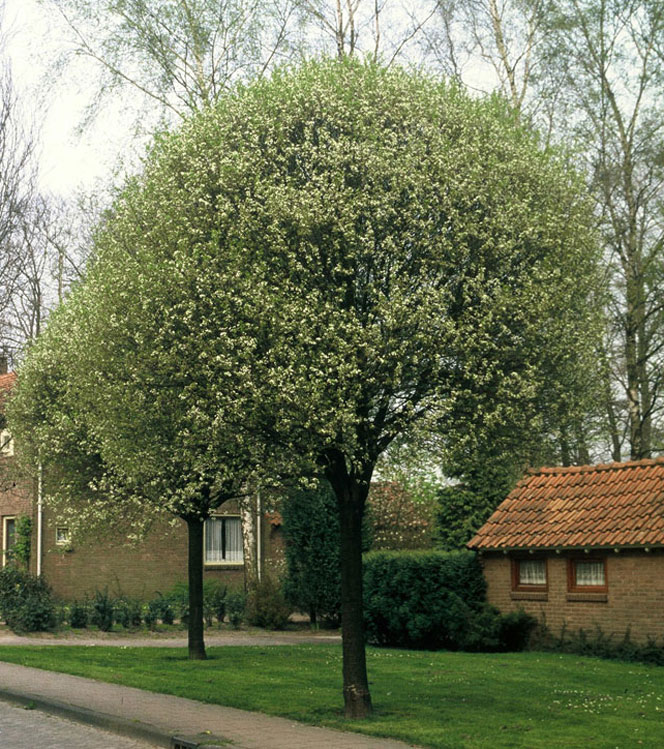 Prunus fruticosa Globosa