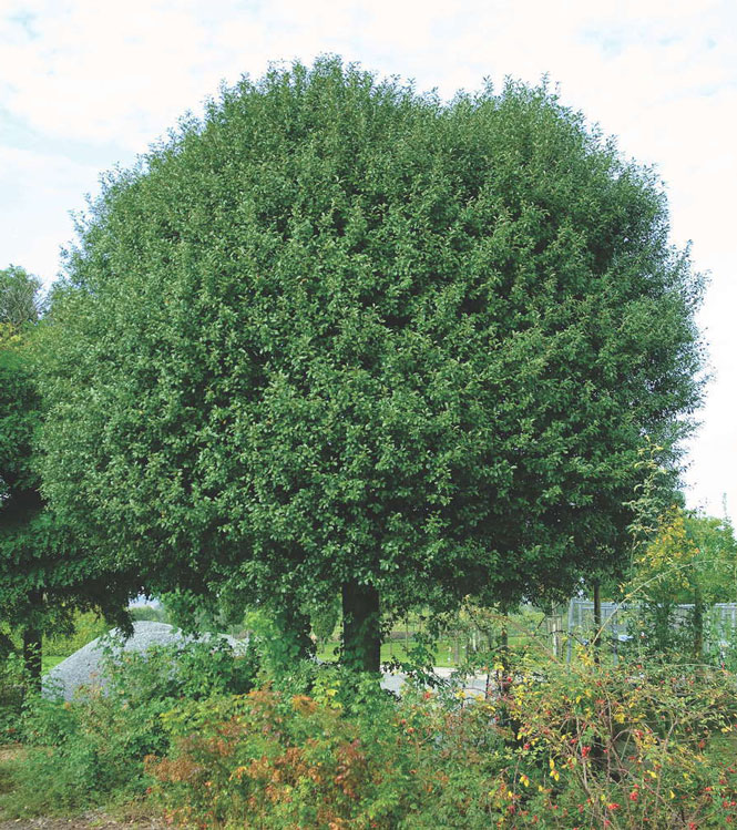 Prunus fruticosa Globosa