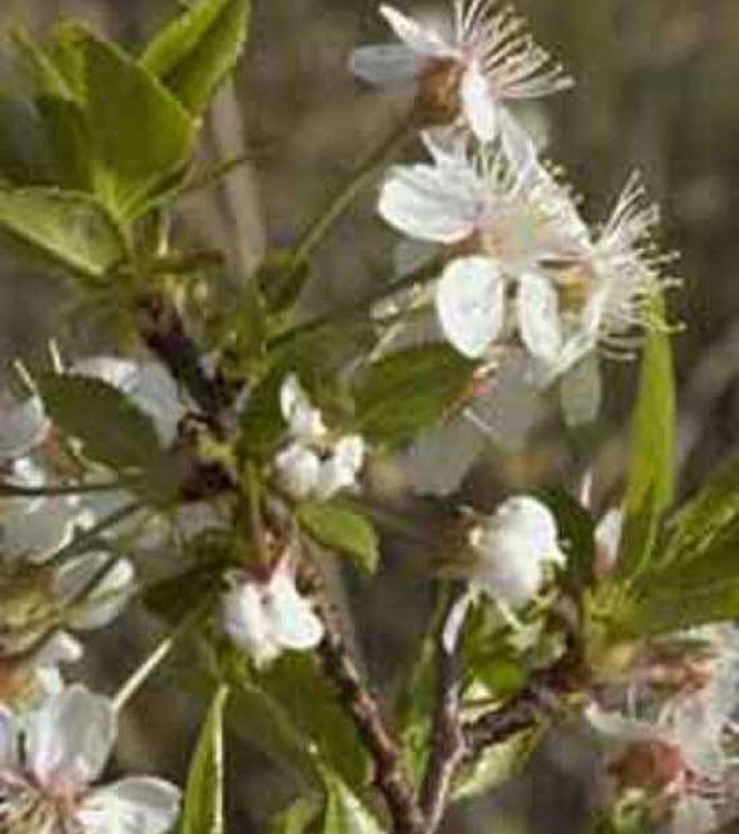 Prunus fruticosa Globosa