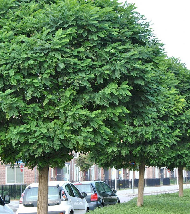 Robinia pseudoacacia Umbraculifera