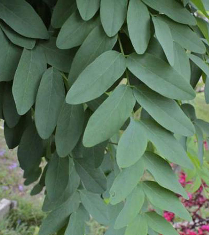 Robinia pseudoacacia Umbraculifera