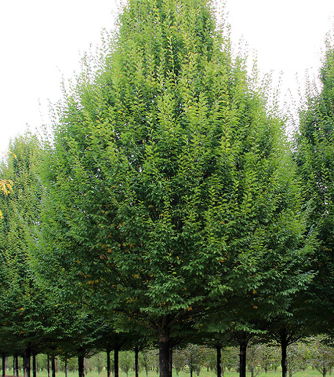 Carpinus betulus Fastigiata