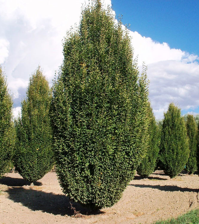 Fagus sylvatica Fastigiata