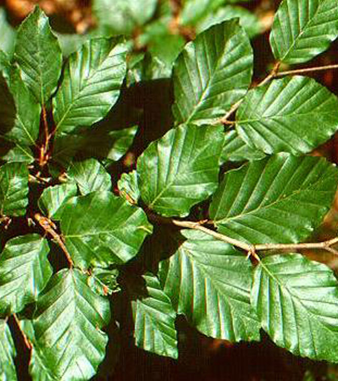 Fagus sylvatica Fastigiata