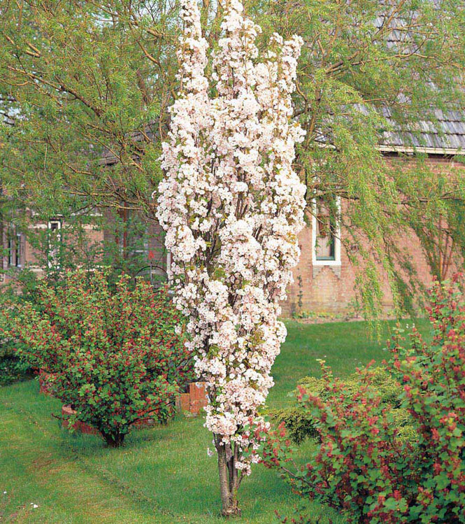 Prunus serrulata Amanogawa