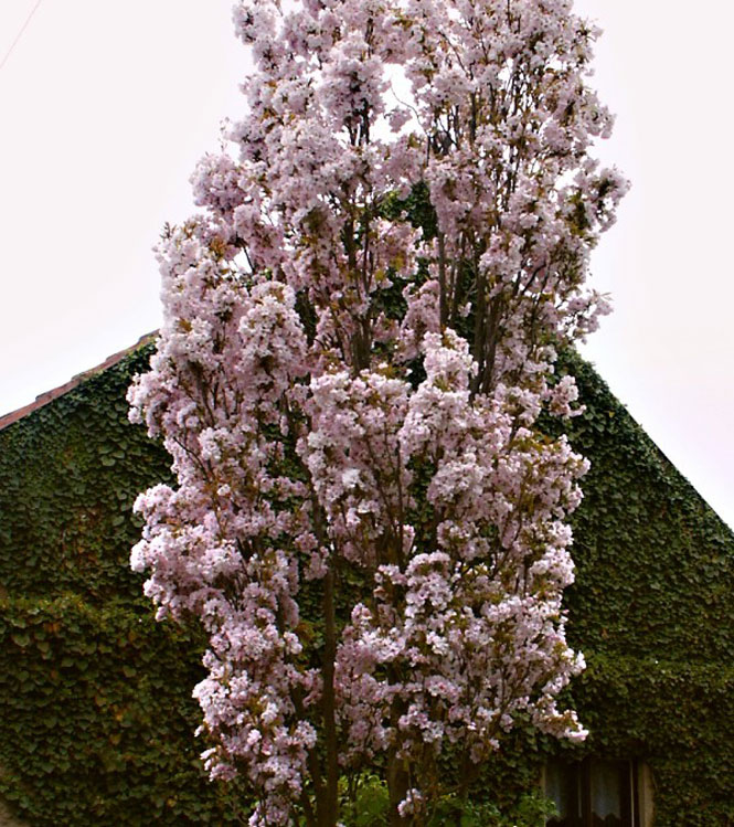 Prunus serrulata Amanogawa