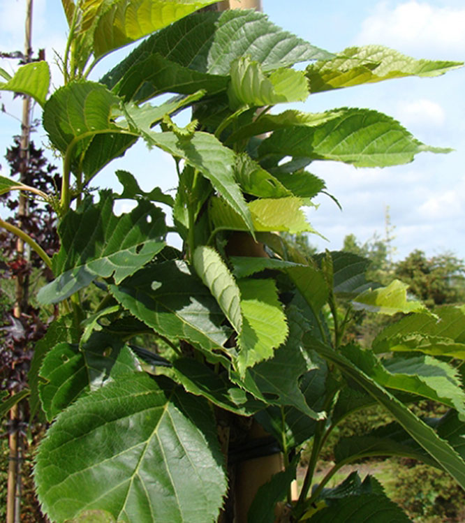 Prunus serrulata Amanogawa