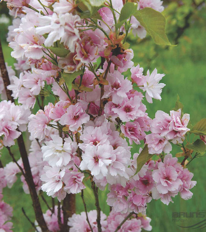 Prunus serrulata Amanogawa