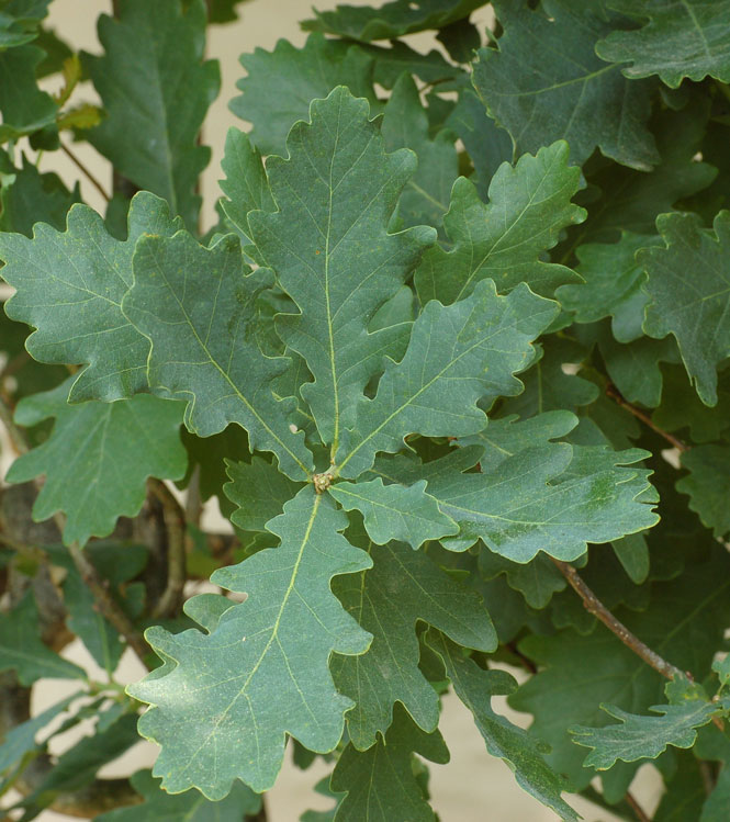 Quercus robur Fastigiata