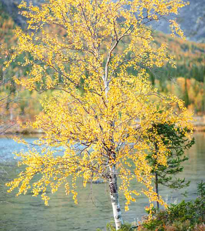 Betula pendula