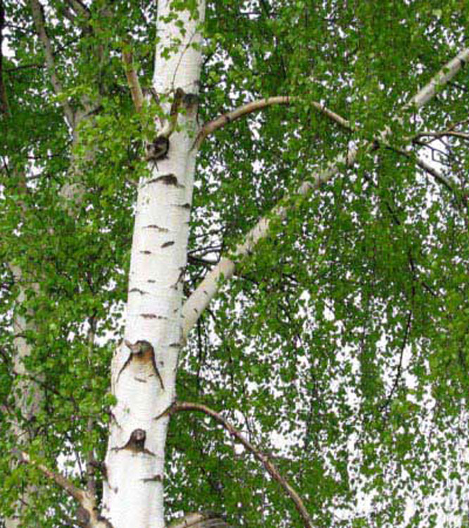 Betula pendula