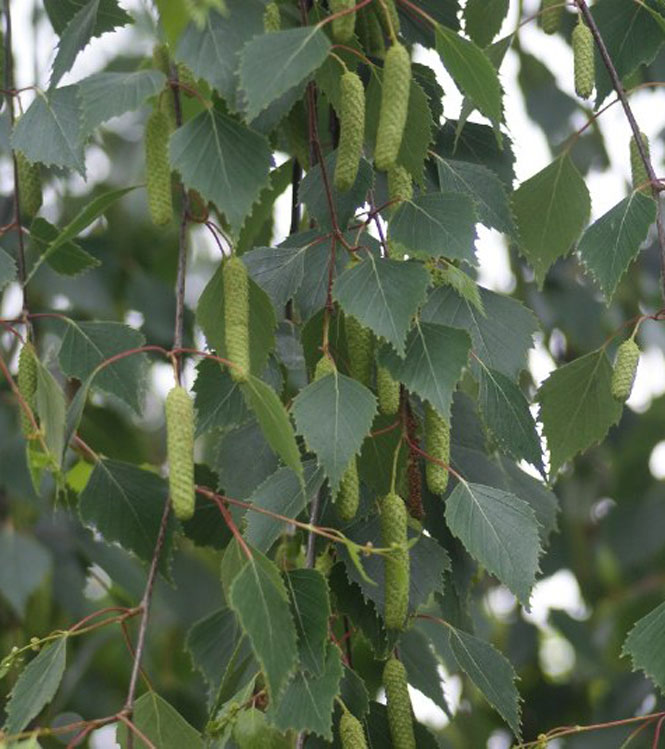 Betula pendula