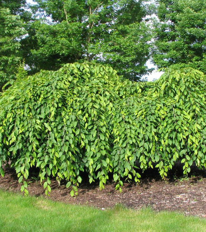 Carpinus betulus Pendula