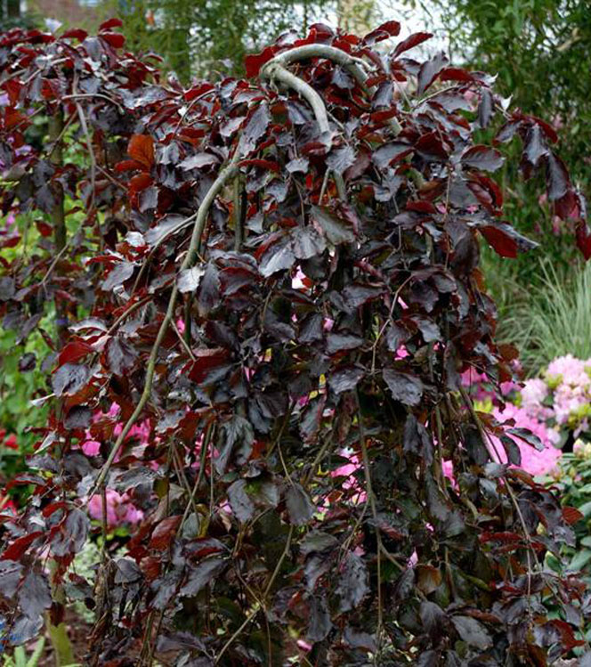 Fagus sylvatica Purpurea pendula