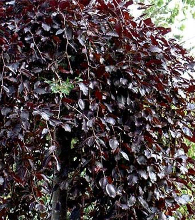 Fagus sylvatica Purpurea pendula