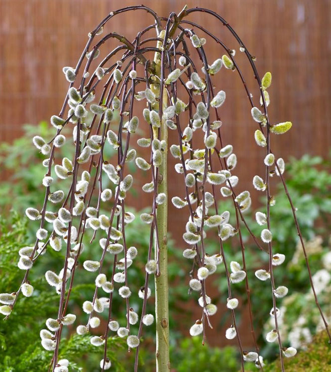 Salix caprea Kilmarnock