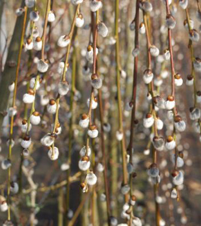 Salix caprea Kilmarnock