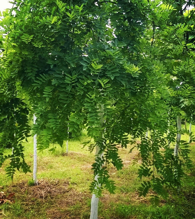 Sophora japonica Pendula