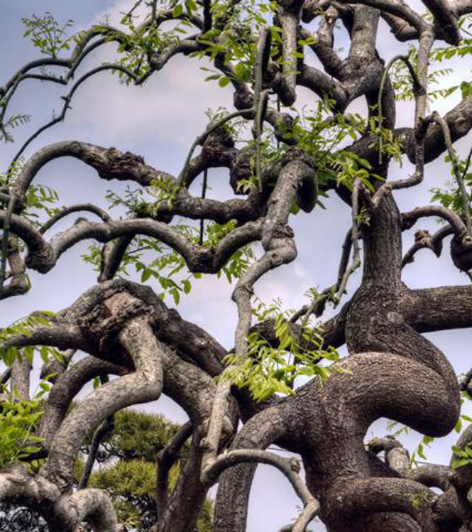 Sophora japonica Pendula