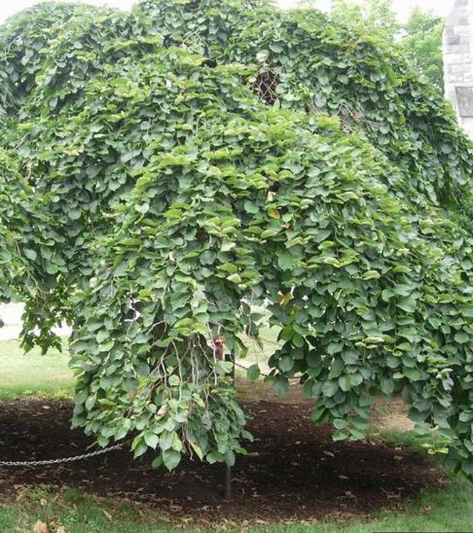 Ulmus glabra Pendula