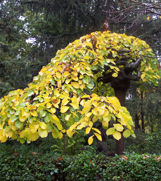 Ulmus glabra Pendula