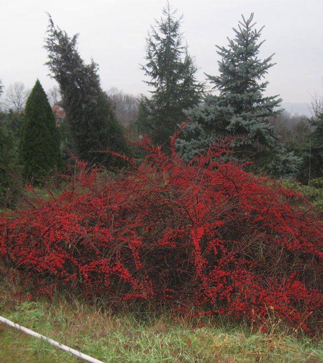 Berberis thunbergii Atropurpurea