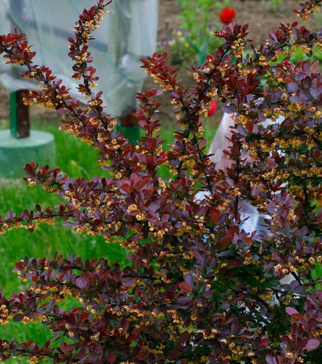 Berberis thunbergii Atropurpurea