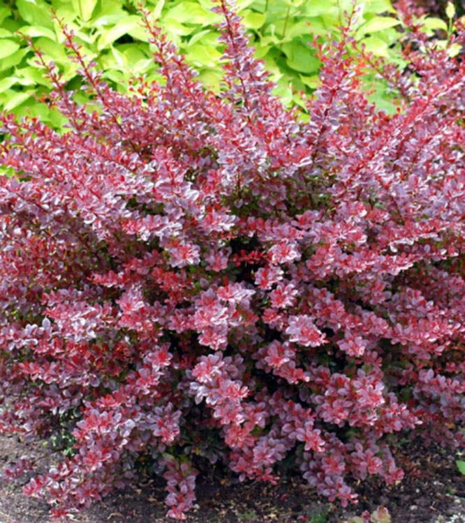 Berberis thunbergii Atropurpurea Carmen