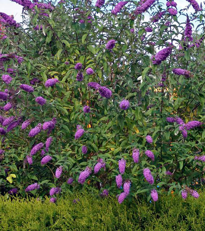 Buddleia davidii