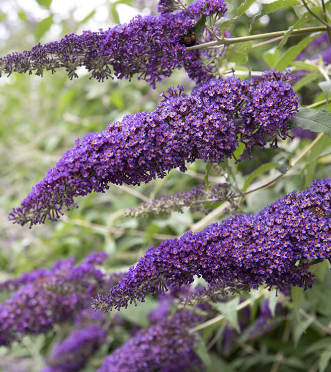 Buddleia davidii