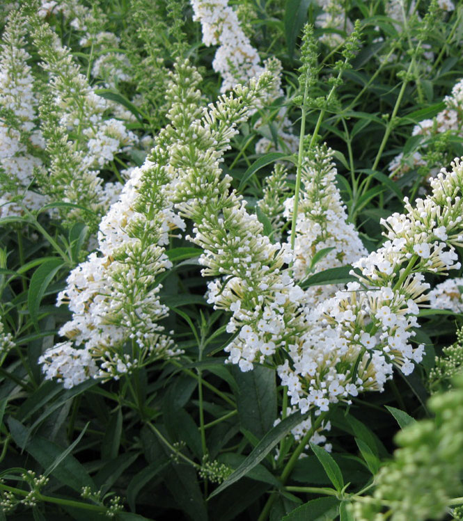 Buddleia davidii