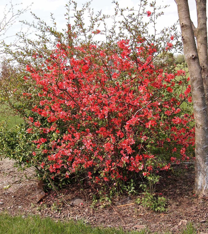 Chaenomeles japonica