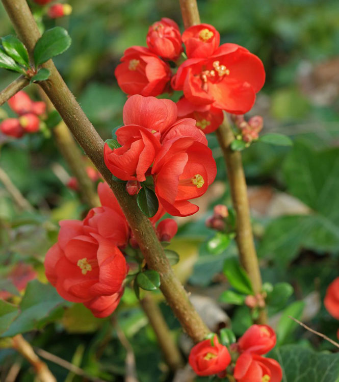 Chaenomeles japonica